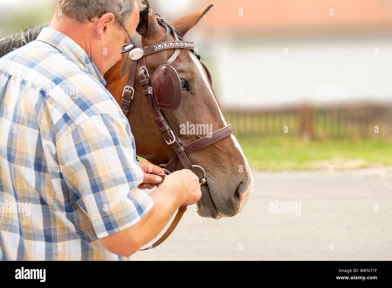 Ein Pferd (Sächsische - Thüringer schweren warmes Blut) stehen. Es tragen gezogene Fahrzeuge zum Ziehen eines Schlittens. Stockfoto