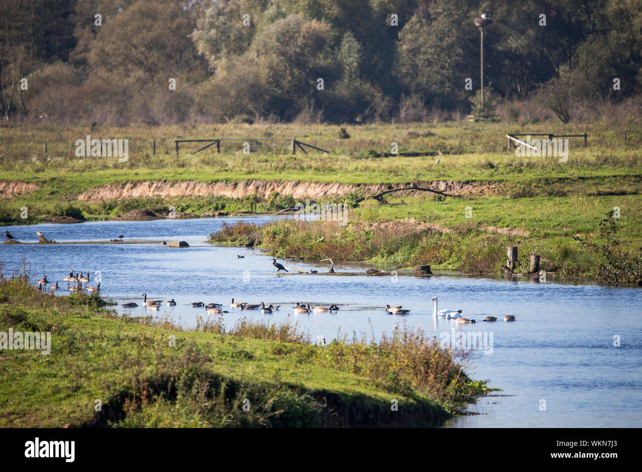 Die Steveraue in der Nähe von Olfen im Naturpark Hohe Mark Westmünsterland, Deutschland Stockfoto