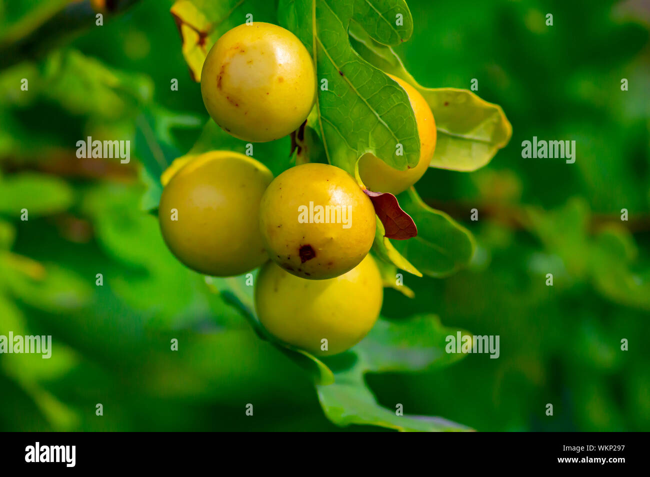 Runde gelbe Wucherungen auf die Blätter einer Eiche. Natürliche Hintergrund. Stockfoto