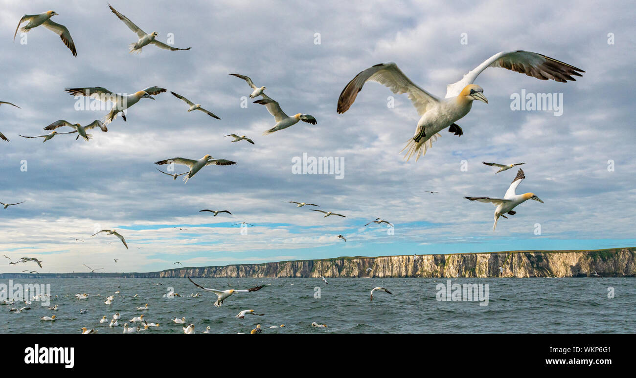Basstölpel Fliegen mit Klippen hinter Stockfoto