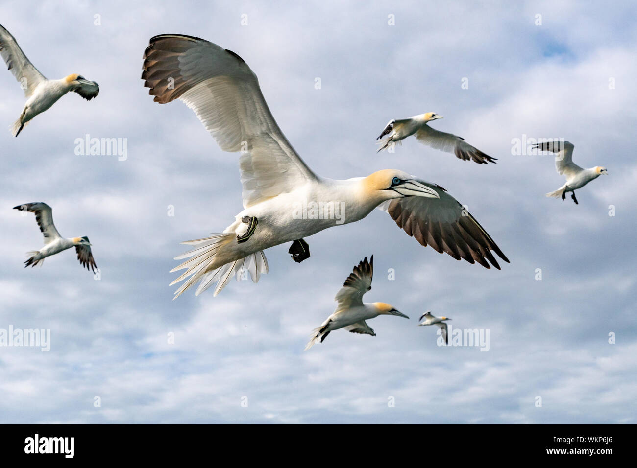 Basstölpel Fliegen zusammen Stockfoto