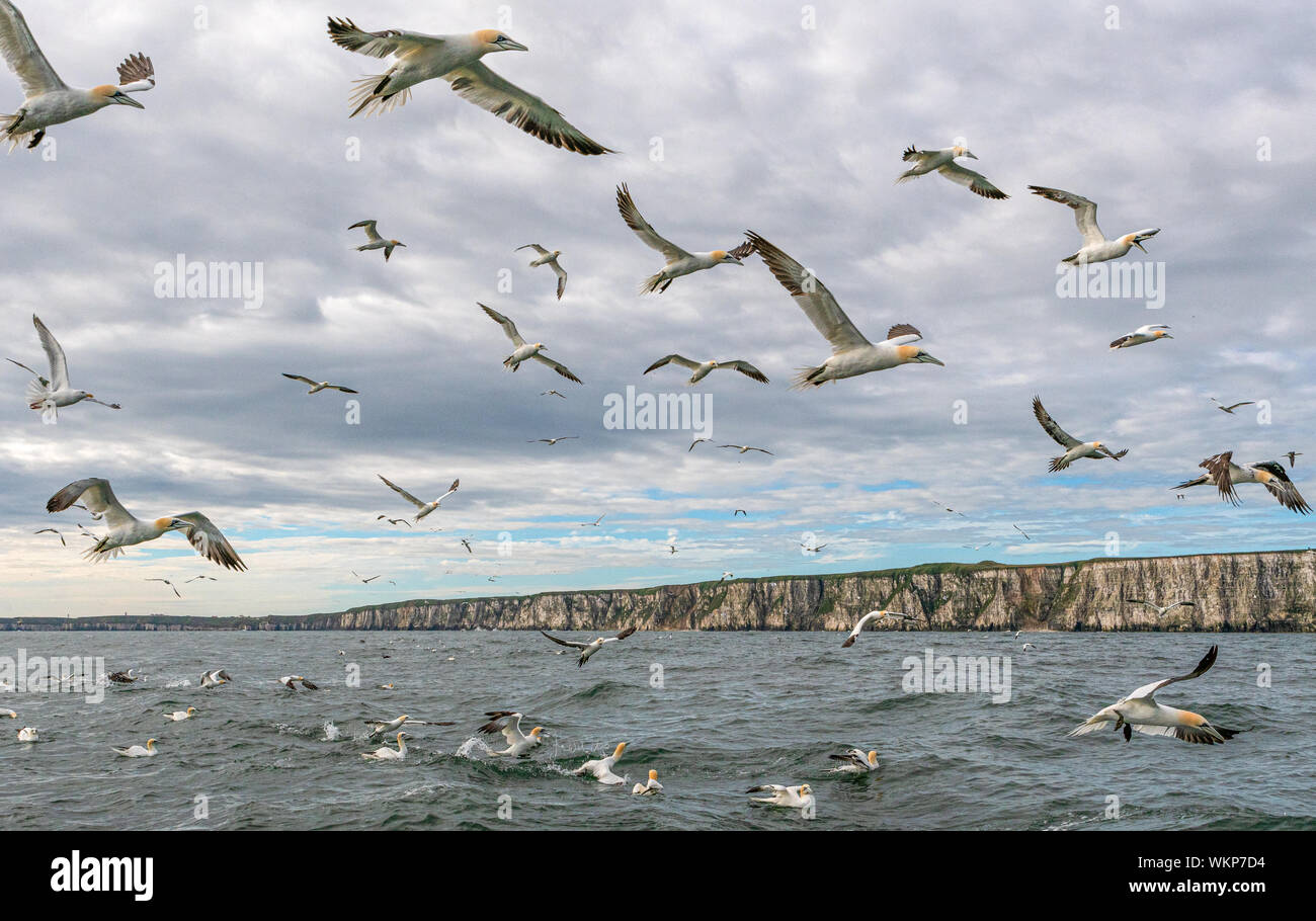 Basstölpel Fliegen mit Klippen hinter Stockfoto