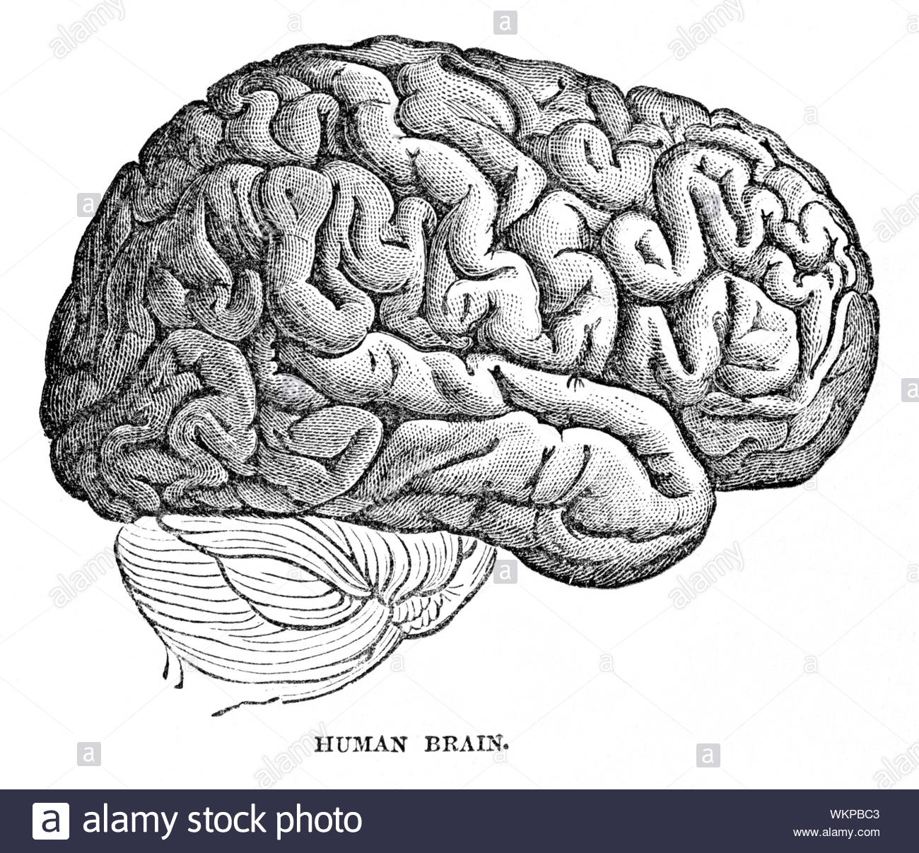 Menschliche Gehirn, vintage Abbildung von 1884 Stockfoto