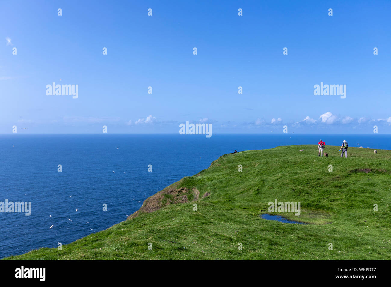 Touristen zu Fuß in der Nähe von Klippen in Unst Hermaness National Nature Reserve, Festland, Shetlandinseln, Schottland, UK Stockfoto