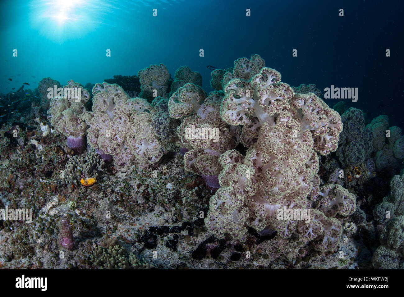 Weiche Korallen gedeihen Unterwasser inmitten der tropischen Inseln von Raja Ampat, Indonesien. Dieser äquatorregion liegt in der Nähe des Zentrum für Marine Biodiversität. Stockfoto
