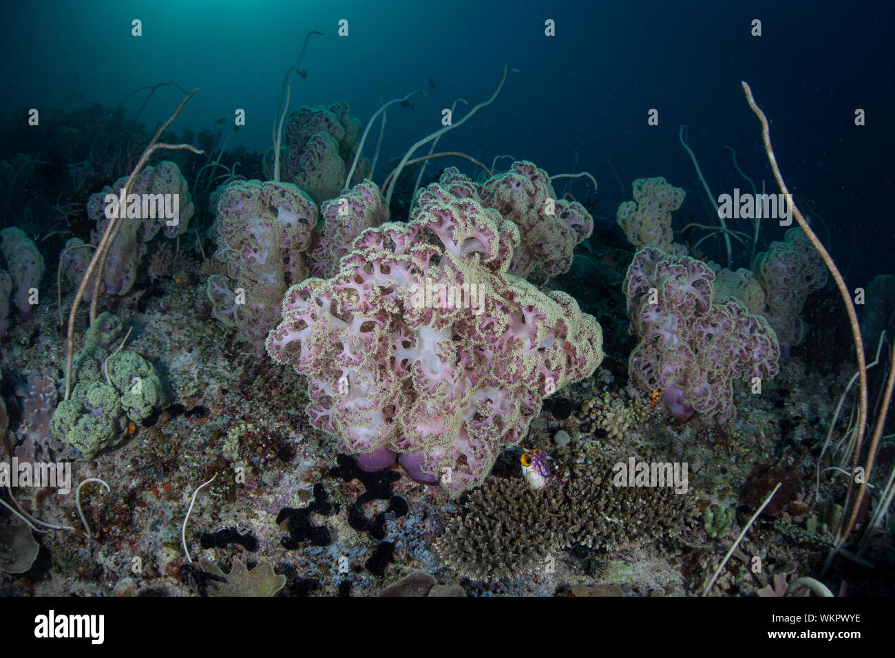 Weiche Korallen gedeihen Unterwasser inmitten der tropischen Inseln von Raja Ampat, Indonesien. Dieser äquatorregion liegt in der Nähe des Zentrum für Marine Biodiversität. Stockfoto