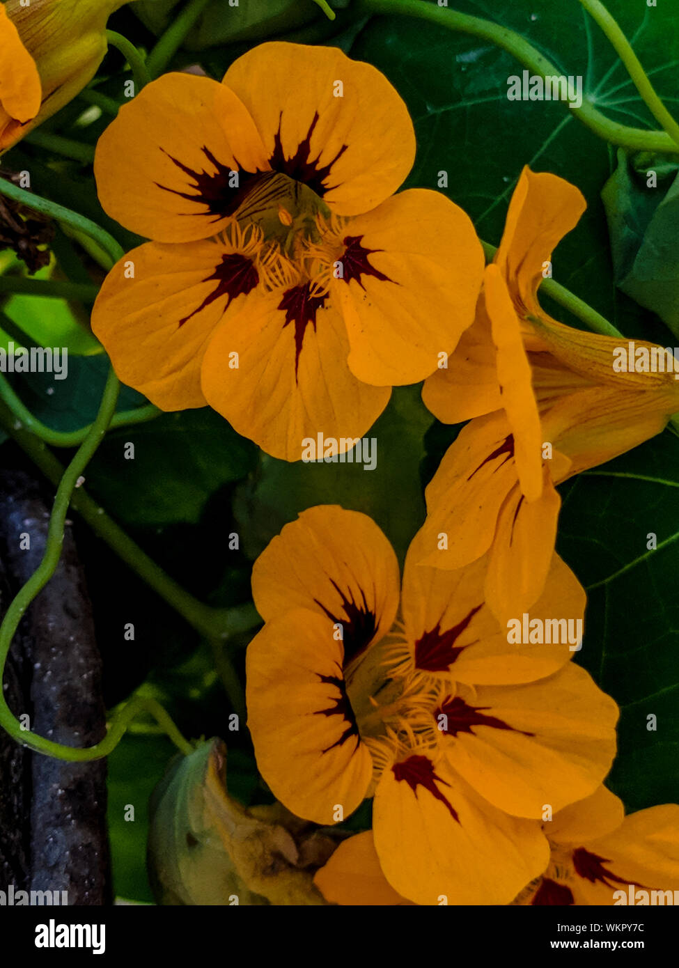 In der Nähe von hellen Gelb kapuzinerkresse Blumen, Blätter im Frühsommer, Kapuzinerkresse : Lima Peru Stockfoto