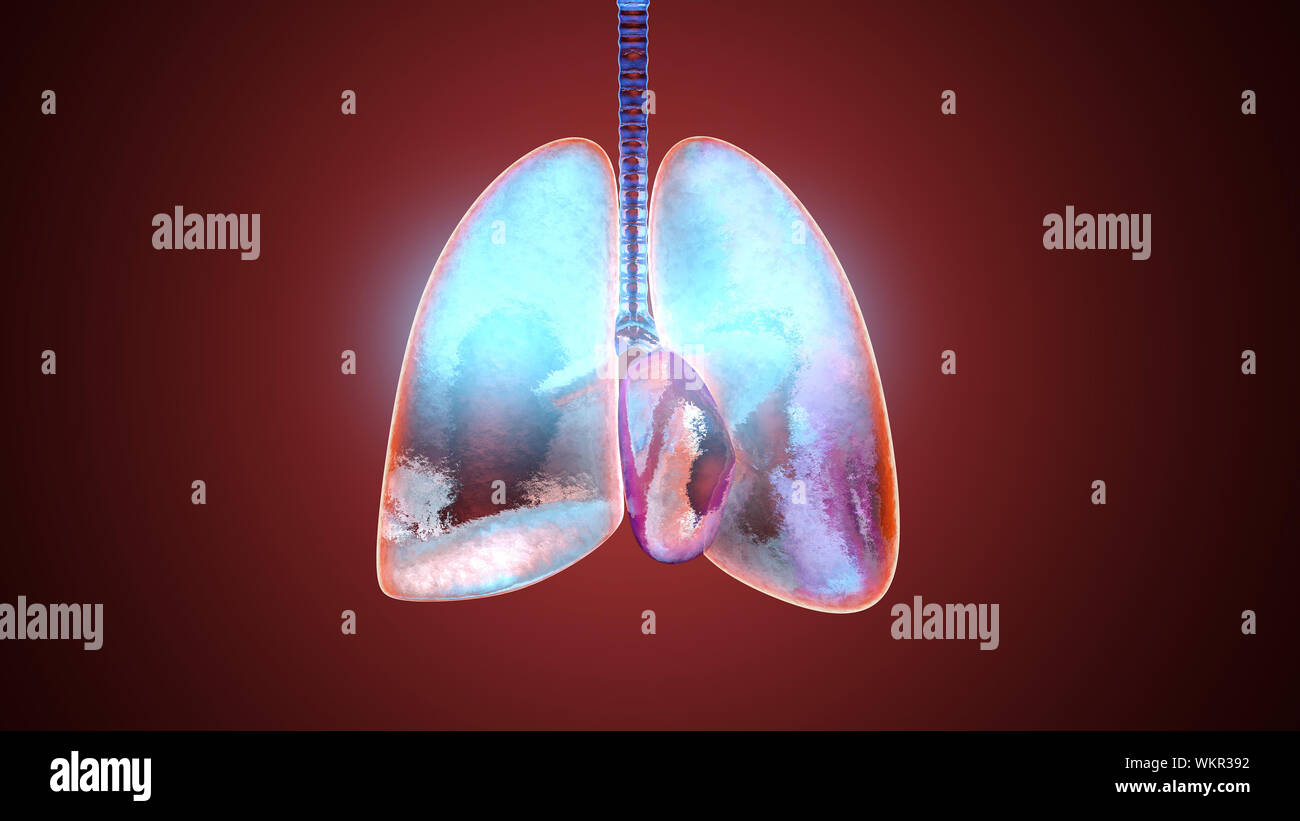 3D-Darstellung der menschlichen Lunge mit Sauerstoff gefüllt ...