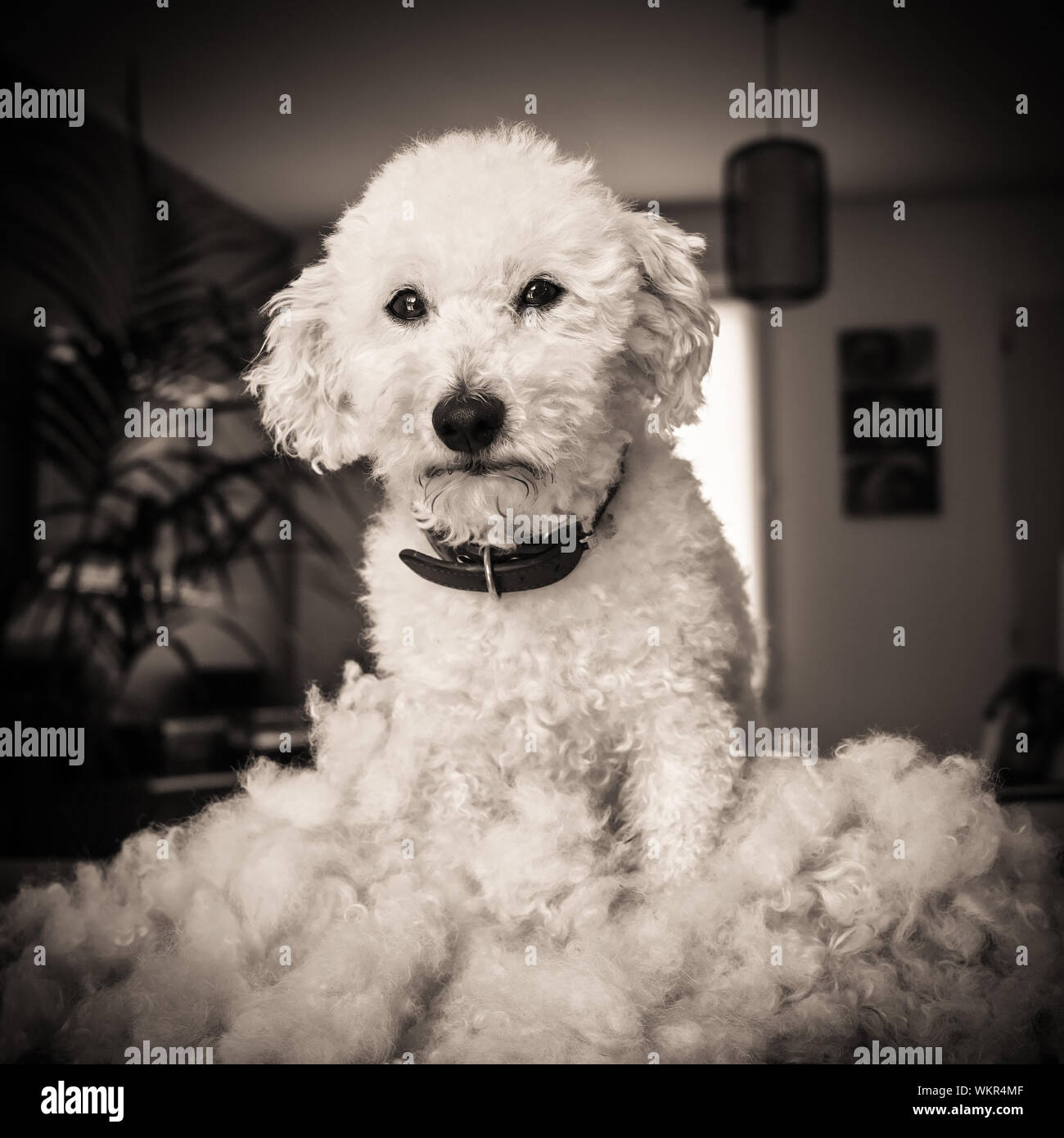 Hund nach Pflege und Haarschnitt, Schwarz und Weiß Stockfoto
