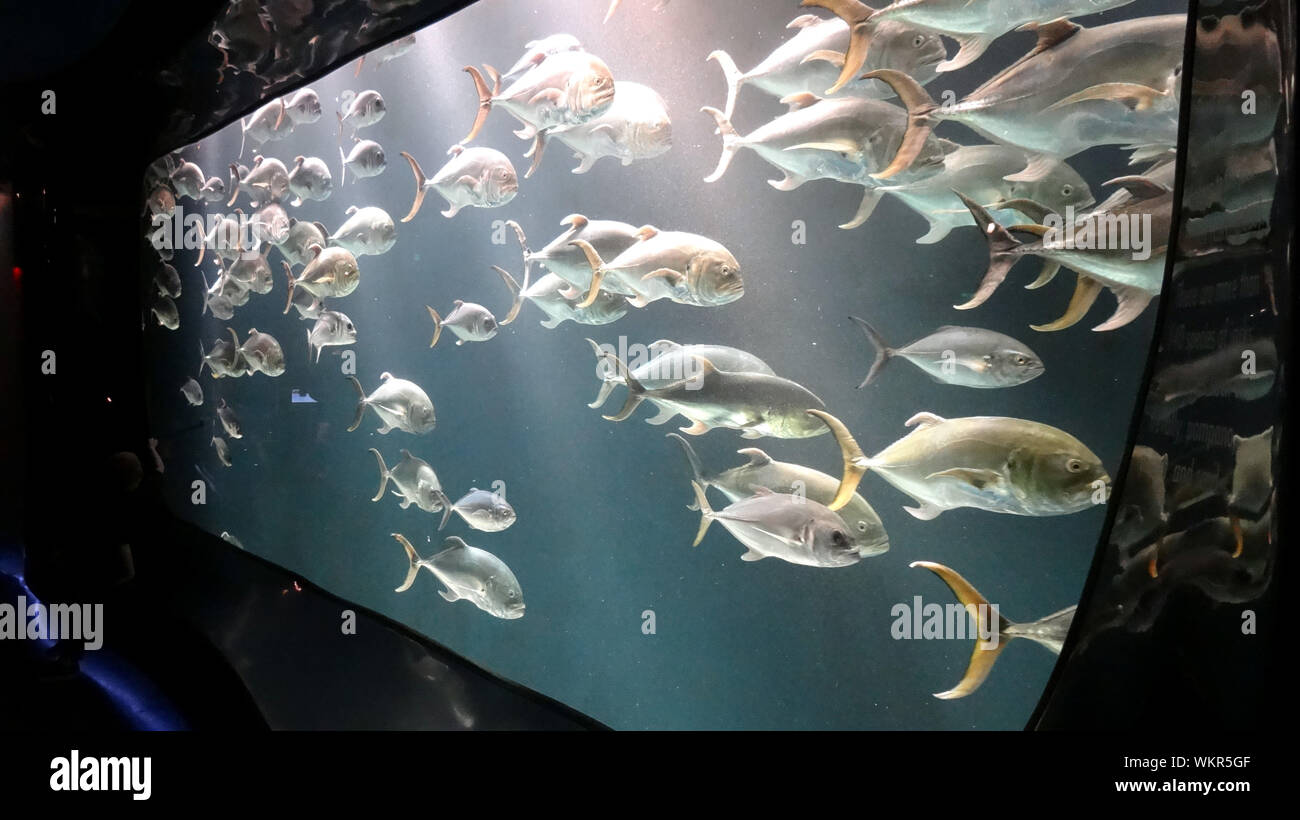 Fisch fischt aquarium -Fotos und -Bildmaterial in hoher Auflösung – Alamy