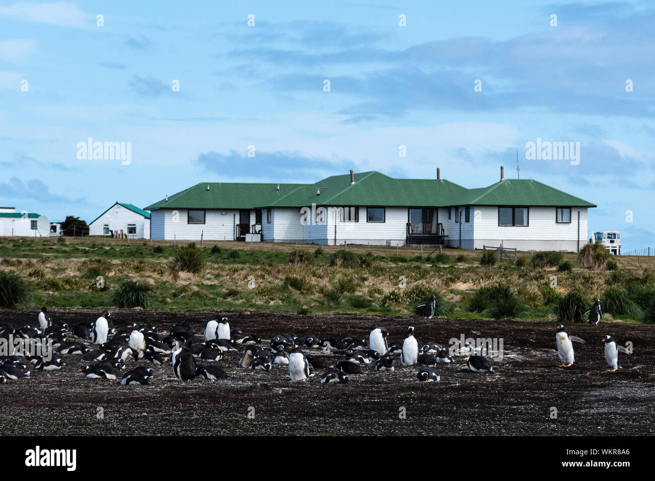 Kolonie von Gentoo Penguins, Pygoscelis papua, vor der Sea Lion Lodge, Sea Lion Island, Falkland Inseln, Süd Atlantik Stockfoto
