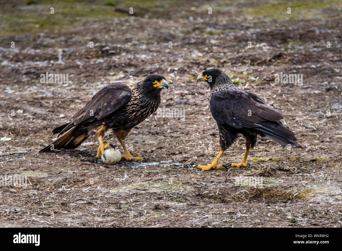 Zwei Rillen Karakaras, oder Johnny Saatkrähen konkurrieren für einen Pinguin Ei, Sea Lion Island, Falkland Inseln, Süd Atlantik Stockfoto