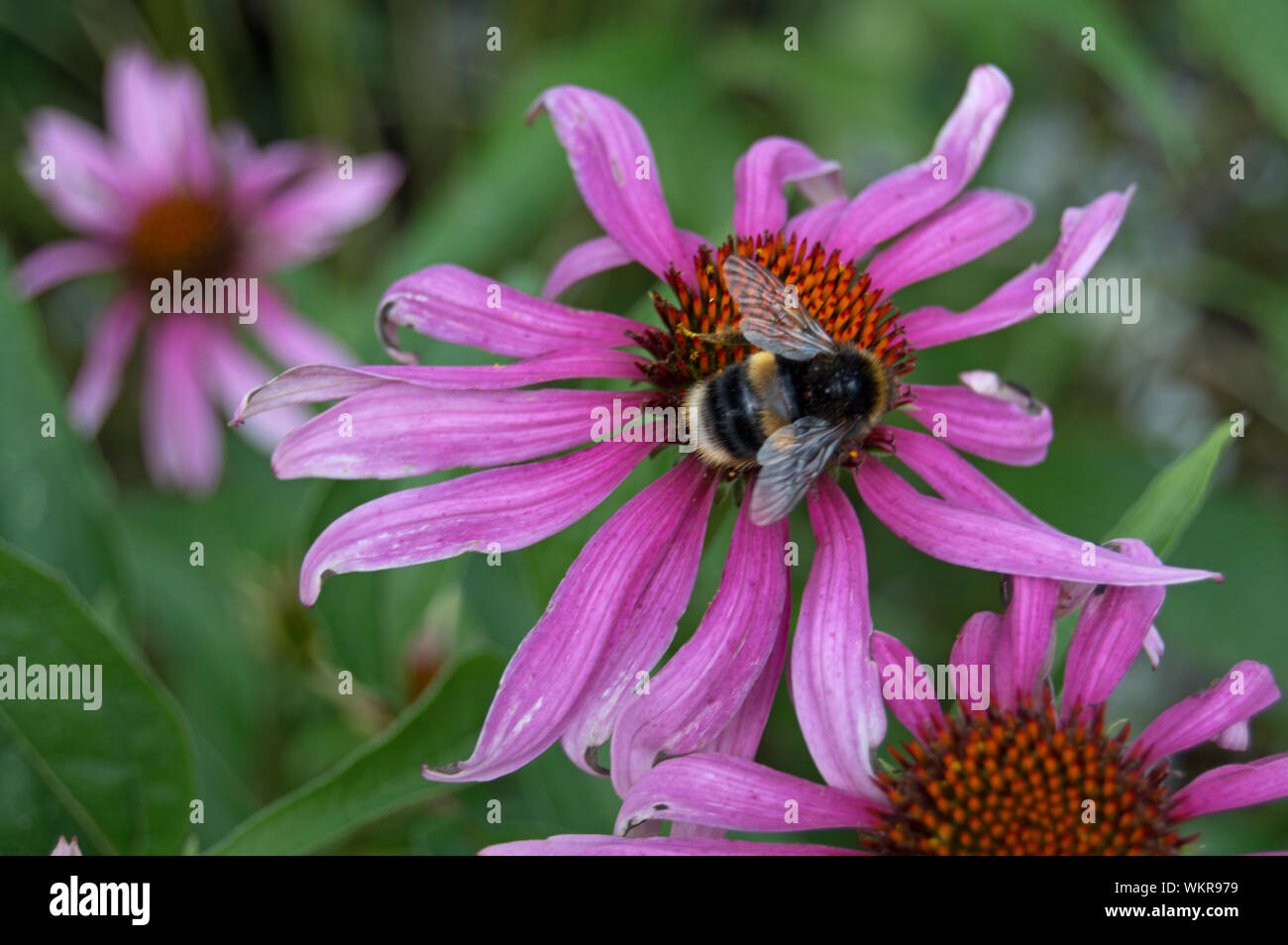 Bee no Echinacea, Bishops Palace and Garden, Wells, England Stockfoto