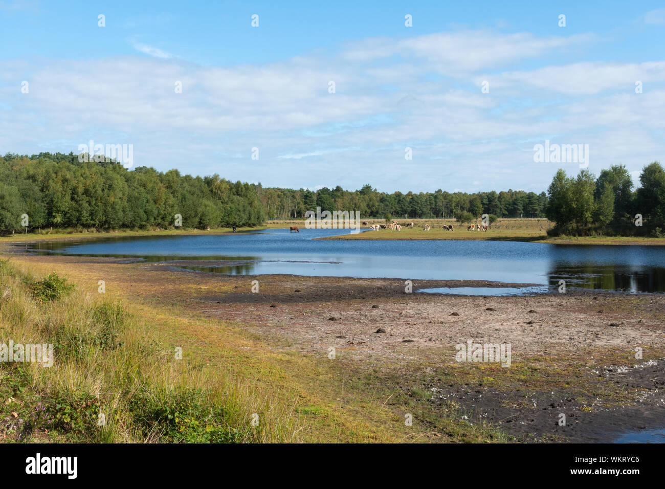 Woolmer Wald und Teich, ein Ort von besonderem wissenschaftlichen Interesse und militärischen Schießplatz auf dem Hampshire/West Sussex, Großbritannien Stockfoto