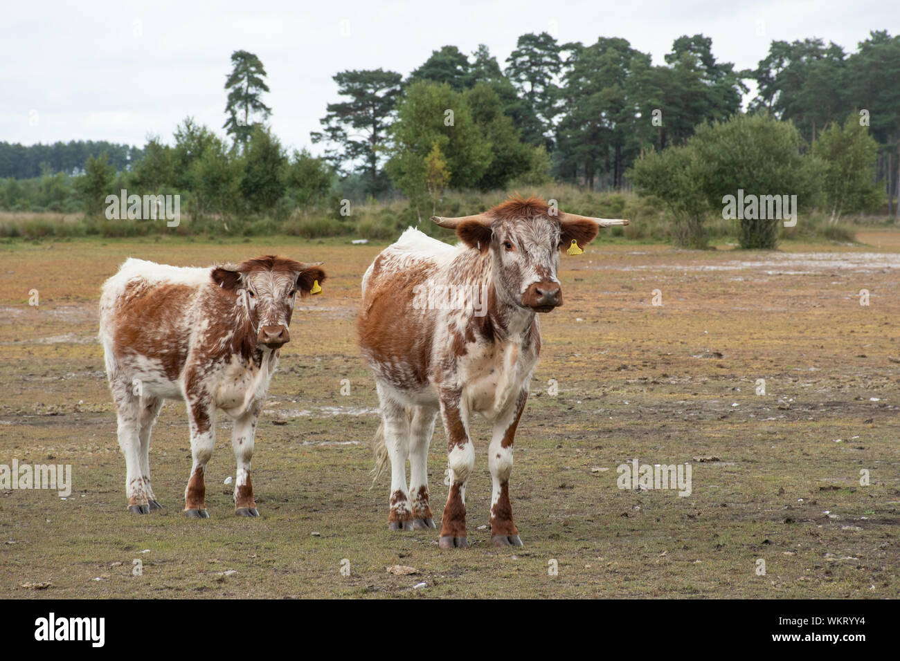 Englisch longhorn Rinder (früher Lancashire Rinder genannt), Mutter und Kalb, eine braune und weiße Rasse, Woolmer Forest, Großbritannien Stockfoto