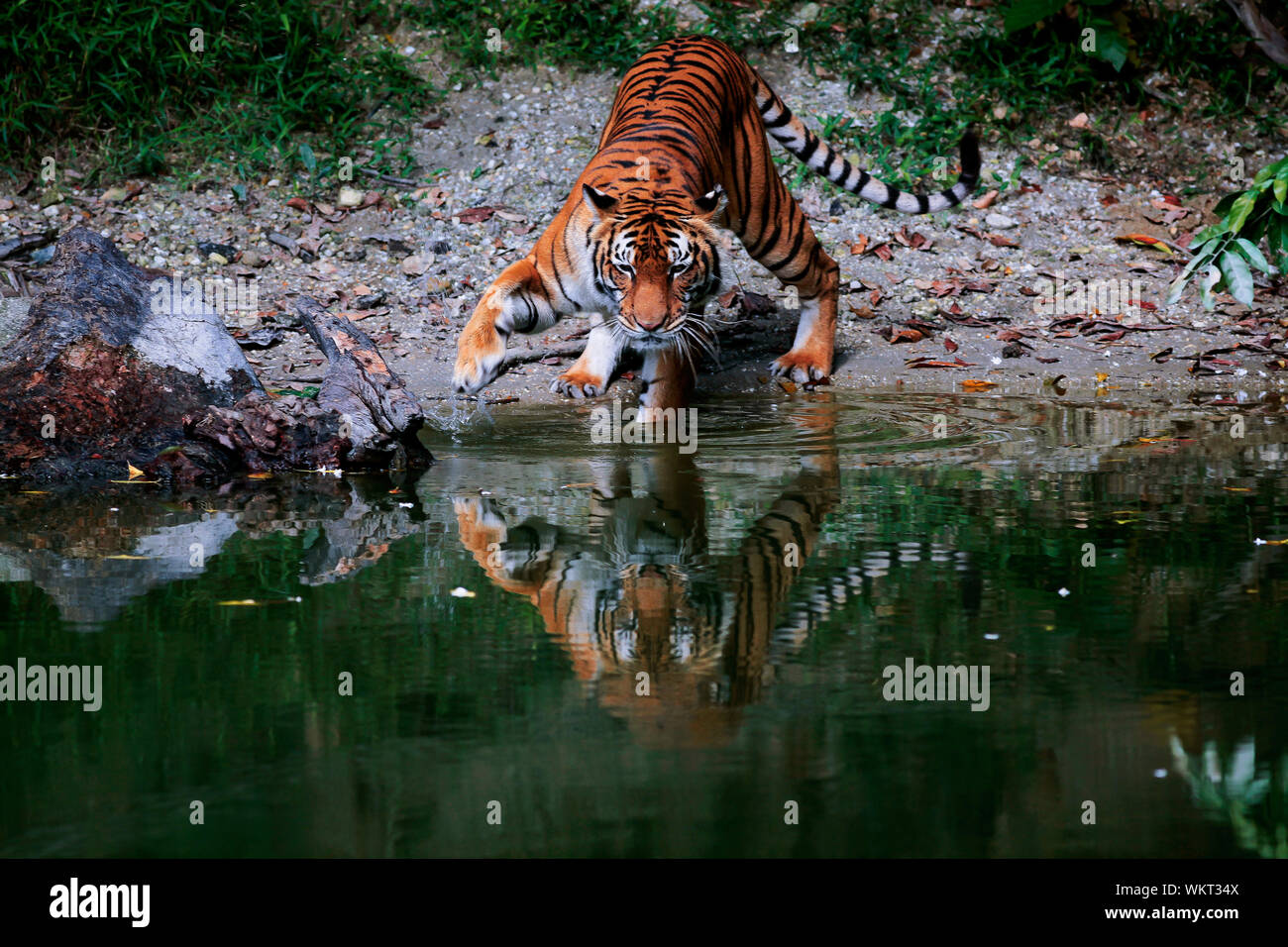 Tiger Im Fluss Stockfotos Und Bilder Kaufen Alamy
