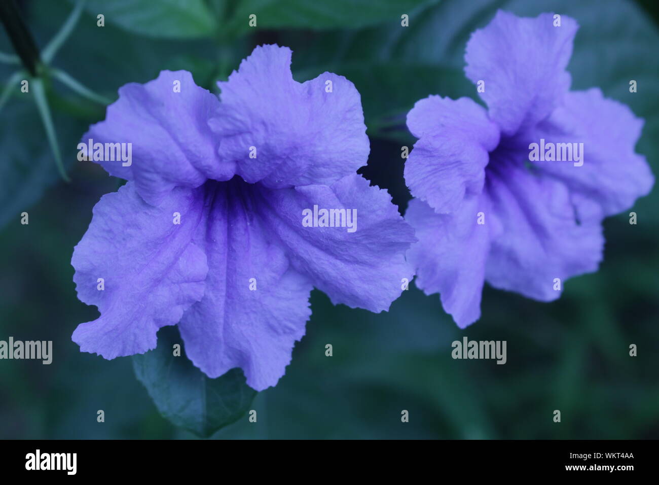 Schöne Natur Dschungel Blume Hintergrundbild Stockfoto