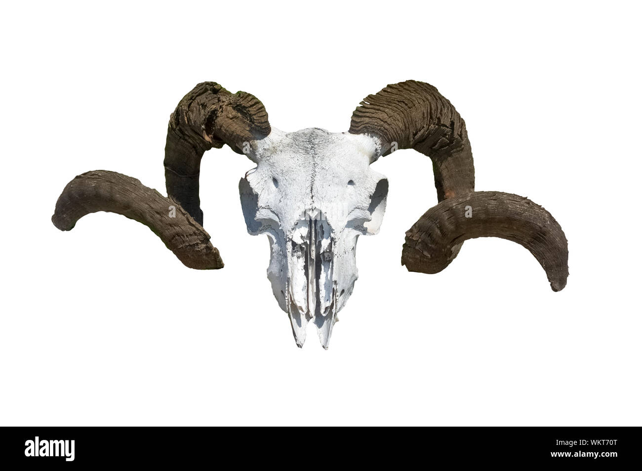 Totenkopf mit Horn auf weißem Hintergrund Stockfoto