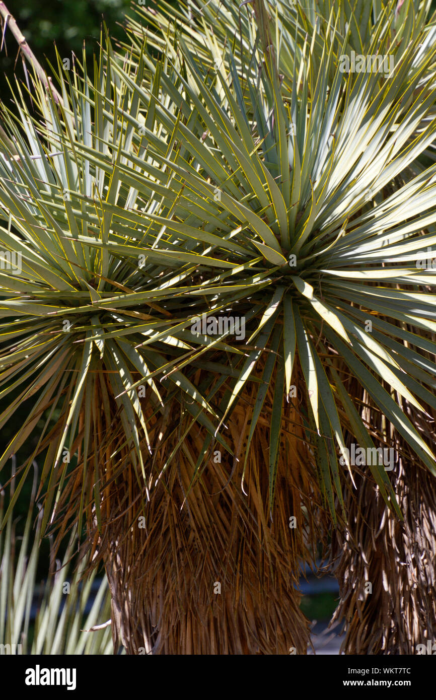 Nahaufnahme eines desert Yucca mit stacheligen Schatten an einem sonnigen Tag Stockfoto