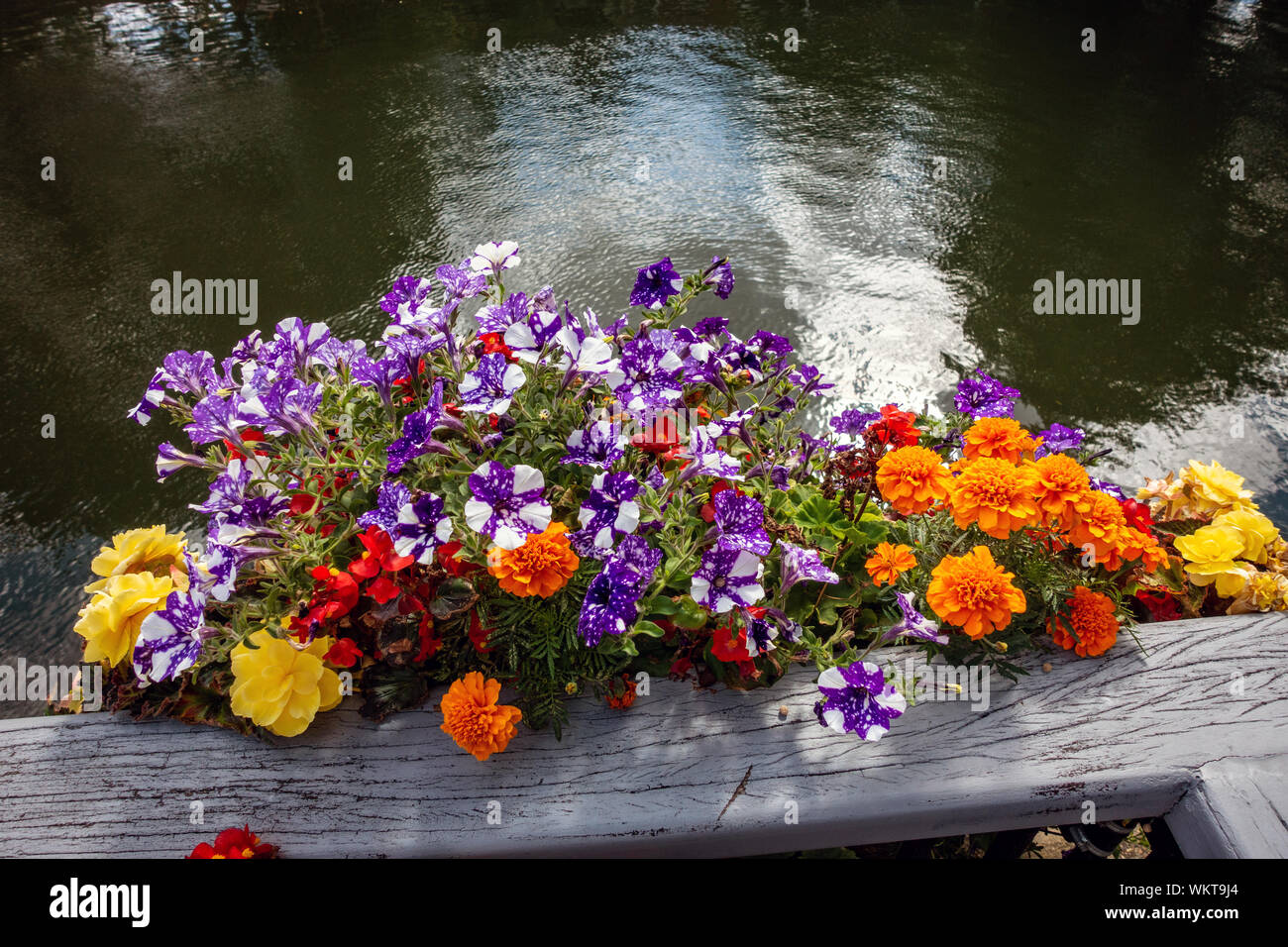 Hängende Körbe über den Fluss Lea und Straßenbrücke am Saracens Head, Bridge Foot, Ware, Stockfoto