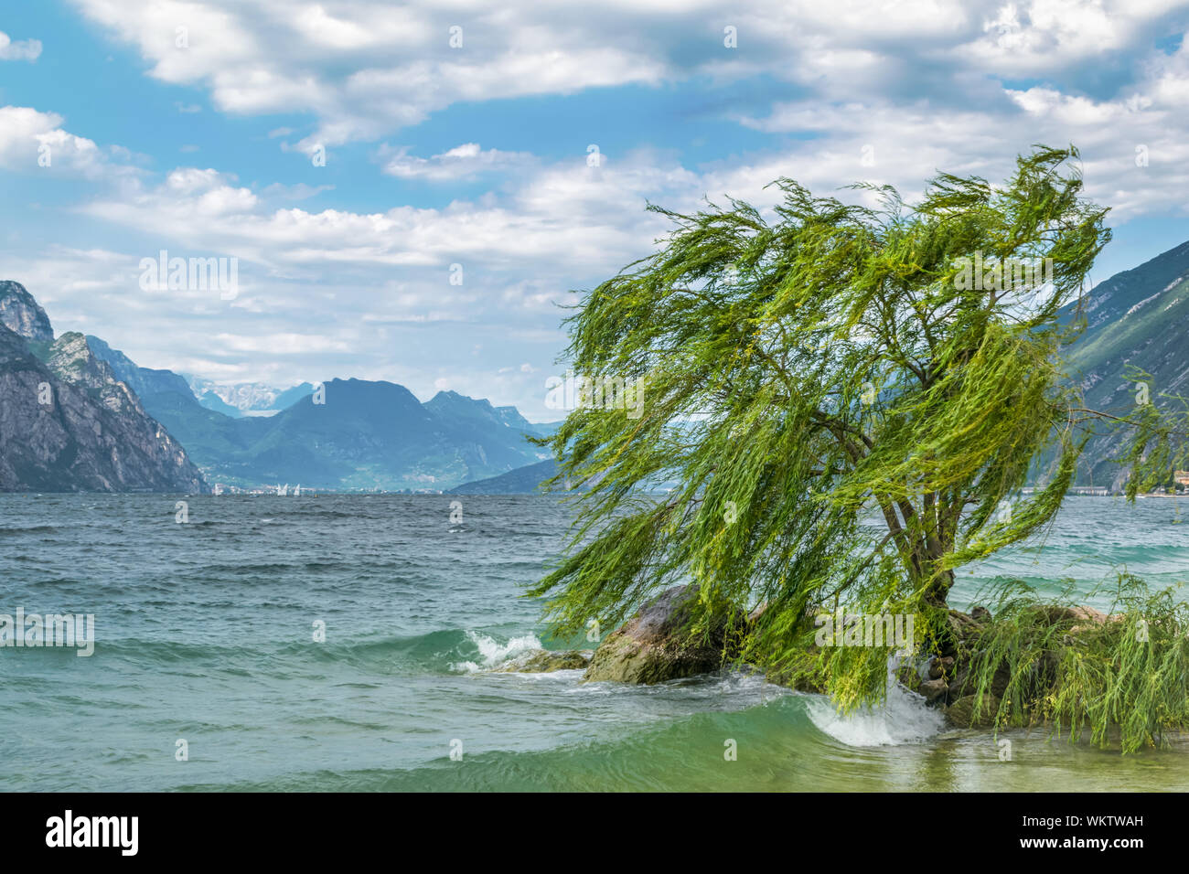 Eine einzelne Willow Tree in den Wind am Ufer des Gardasees in Italien Stockfoto