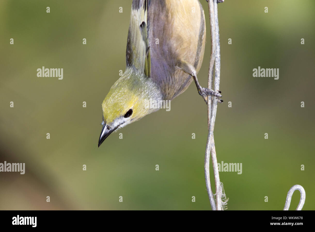 Palm Tanager (Thraupis Palmarum) Stockfoto