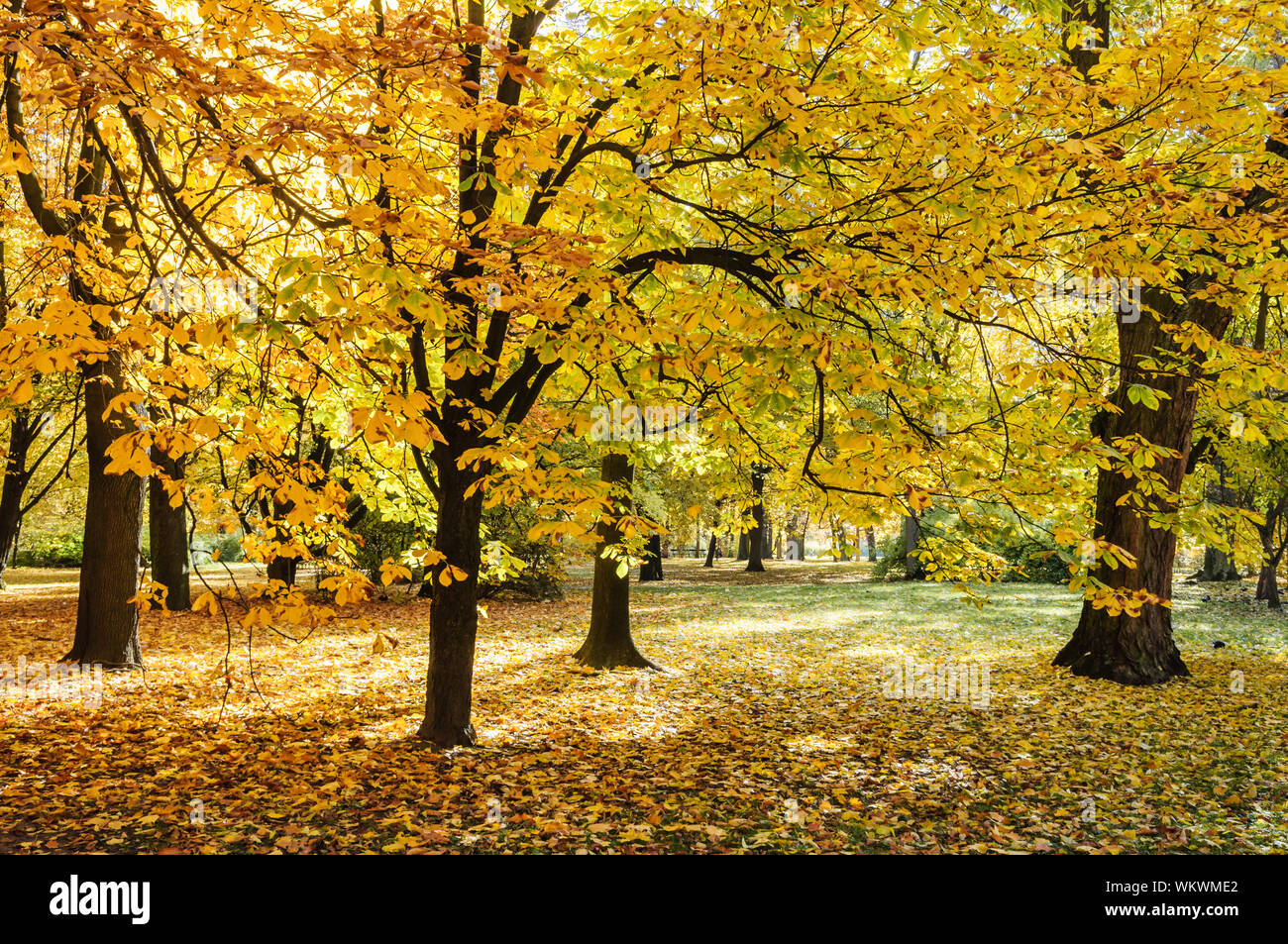 Baum mit orange Blätter im Herbst in Lazienki Park Warschau Stockfoto