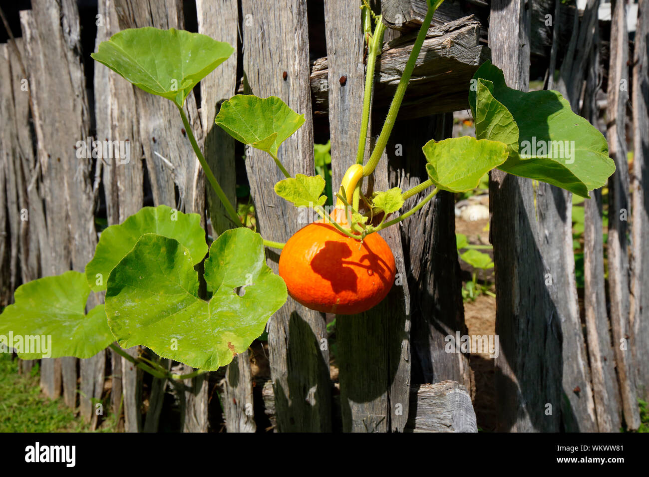 Cucurbita pepo ist ein Kürbis, ein orangefarbener Winterkürbis, der aus einer Weinrebe wächst, die an einem rustikalen Holzzaun hängt Stockfoto