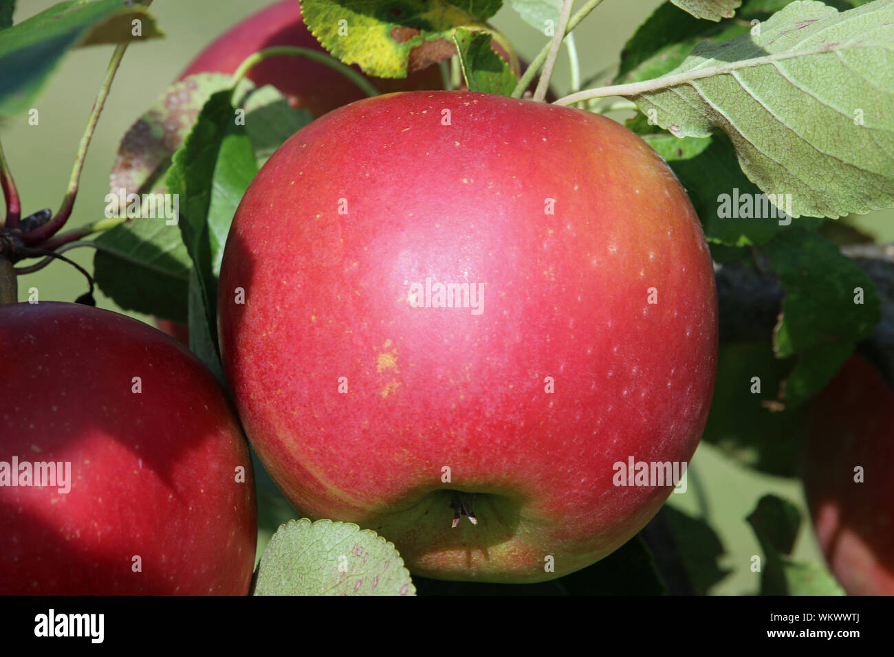 Reife Apfel Malus Domestica Bereit Von Einem Baum Im Spatsommer