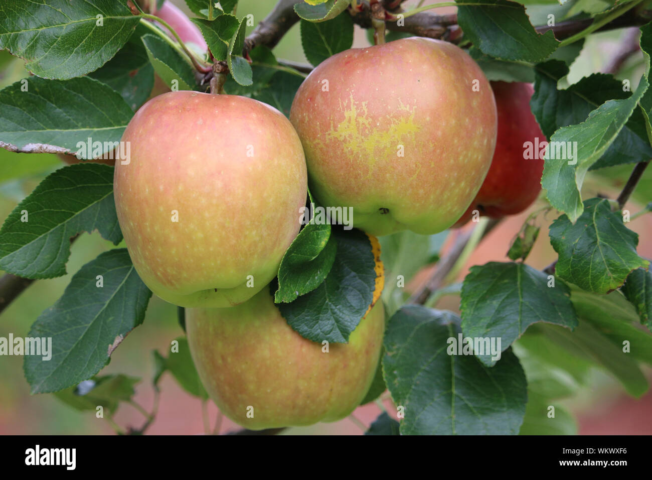 Reife Apfel Malus Domestica Bereit Von Einem Baum Im Spatsommer