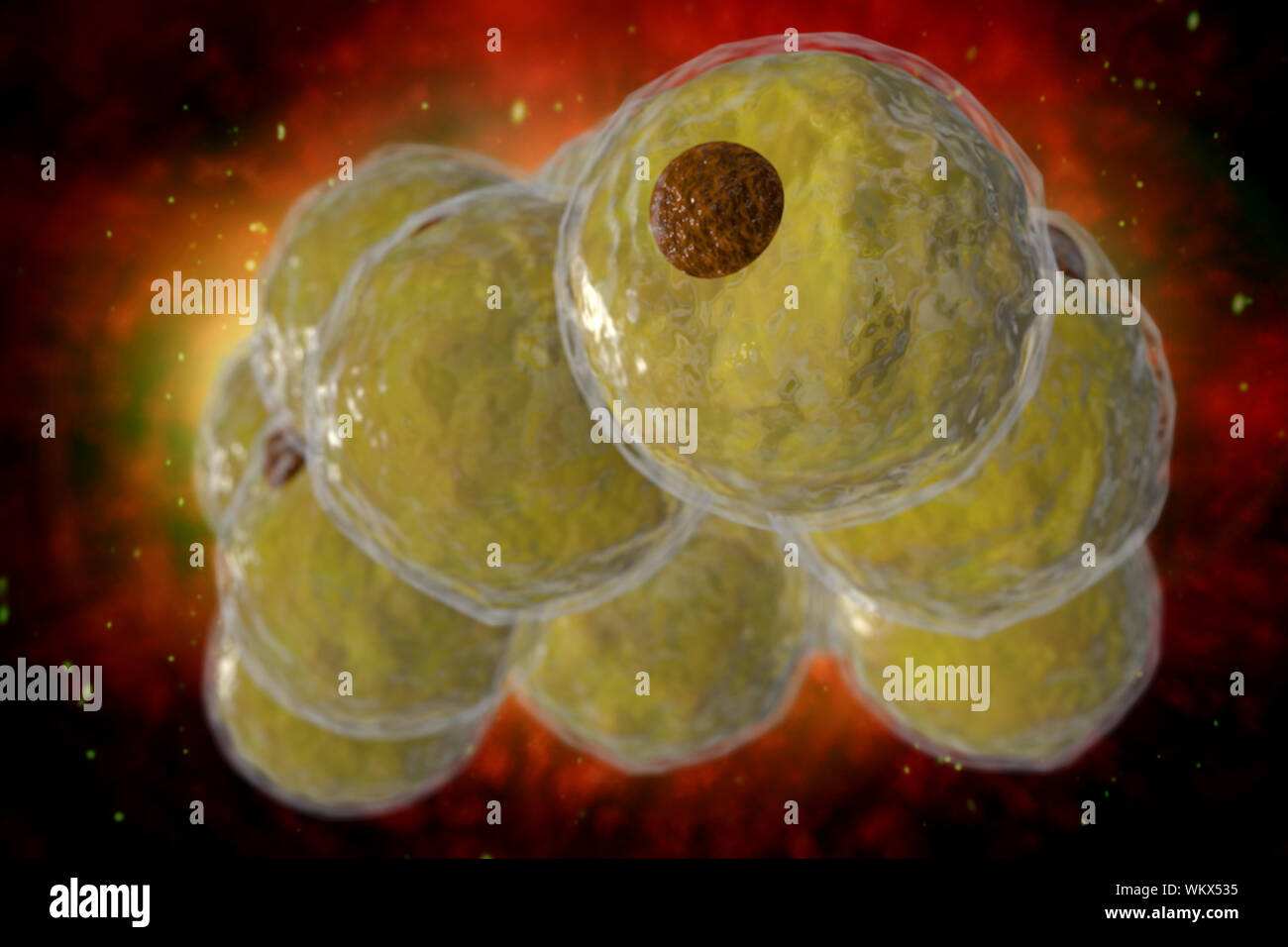 Gesunde weisse menschlichen Fettzellen auch bekannt als adipozyten 3D-Darstellung Stockfoto