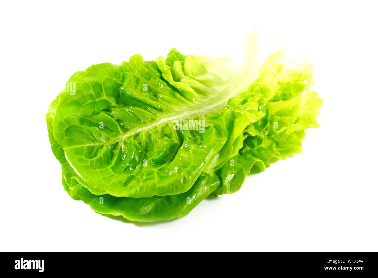Salatblätter isoliert auf weißem Hintergrund Stockfoto