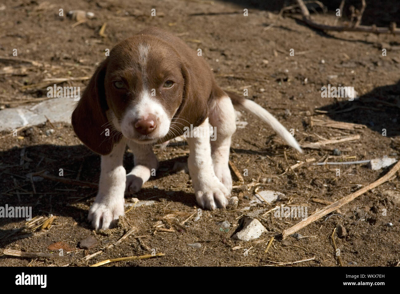 Ein streunender Hund in das verlassene Dorf Souskioú, Paphos, Zypern Stockfoto