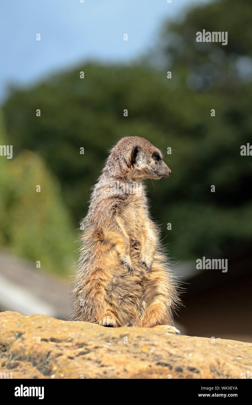 Erdmännchen - Suricata suricatta - erdmännchen stehend beobachten Stockfoto