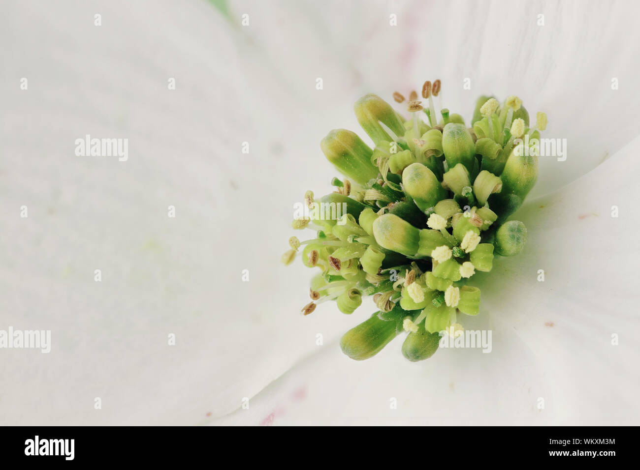 Auszug aus einer extremen Makro eine weiße Hartriegel Blüte. Stockfoto