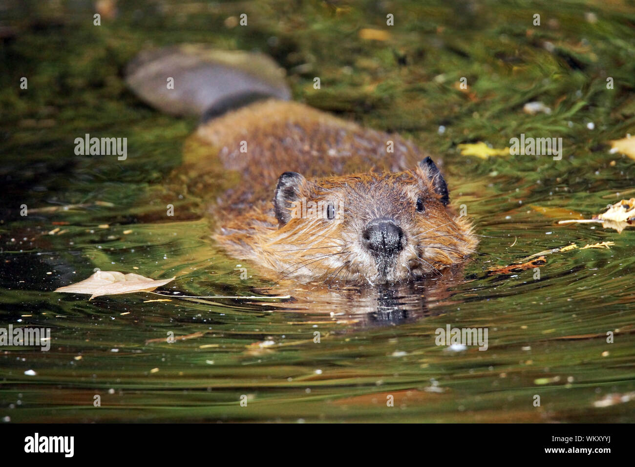 Niedliche schwimmen Biber in trüben Seewasser Stockfoto