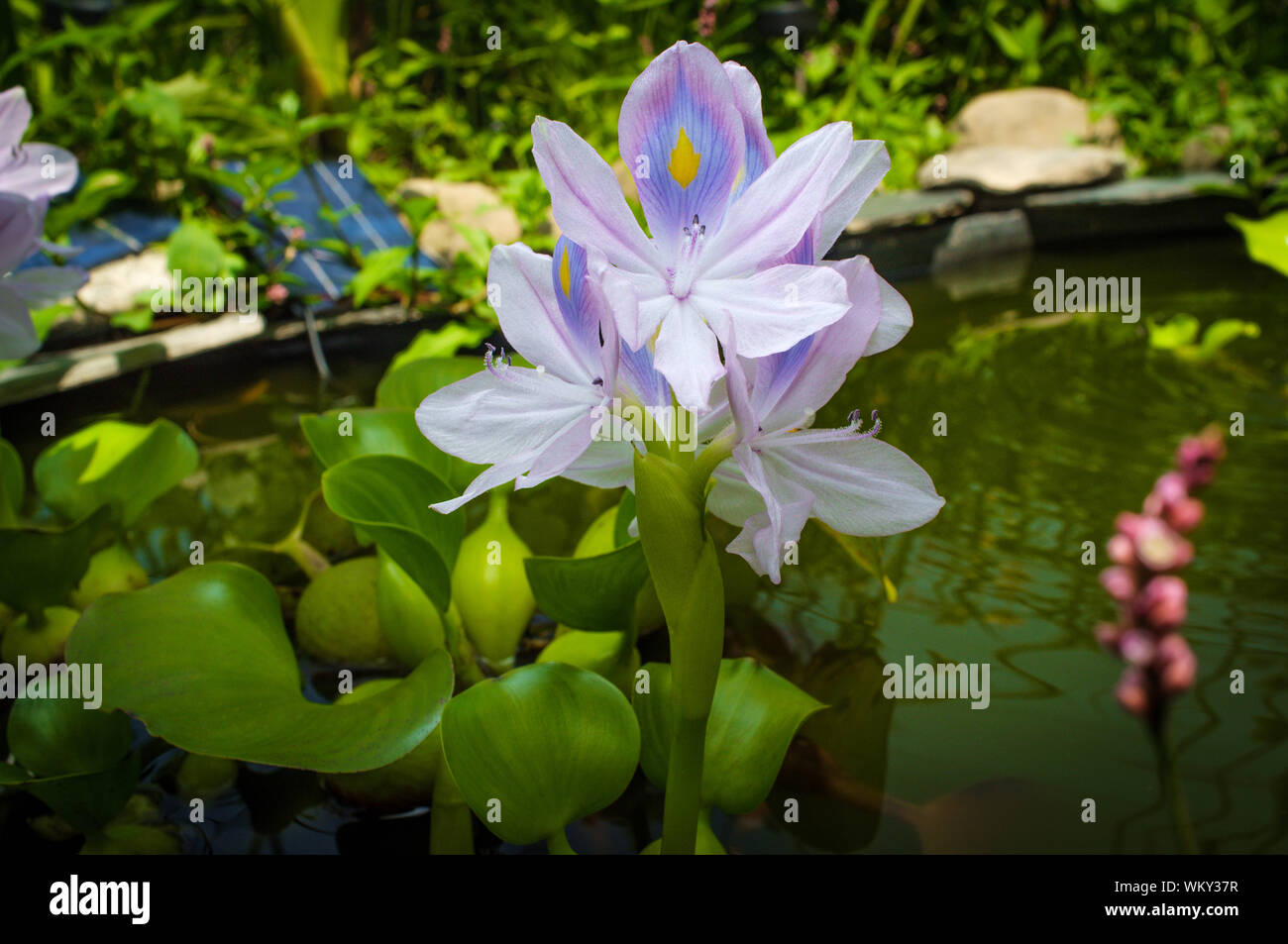 Blühende Wasserhyazinthe eichhornia Floater mann Hinterhofteich Stockfoto