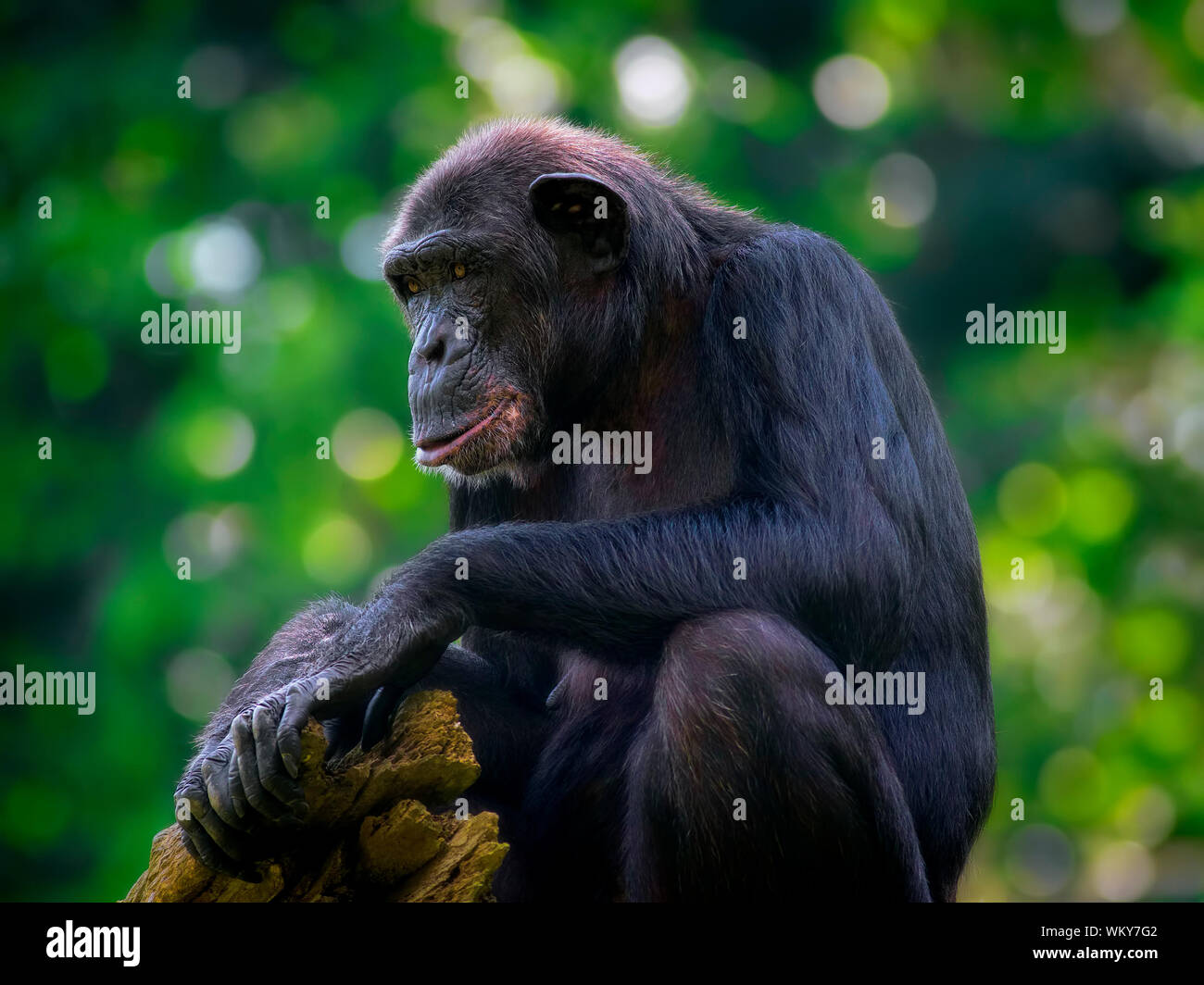 Gemeinsame Schimpansen, die an einem Fluss in der Wildnis Stockfoto
