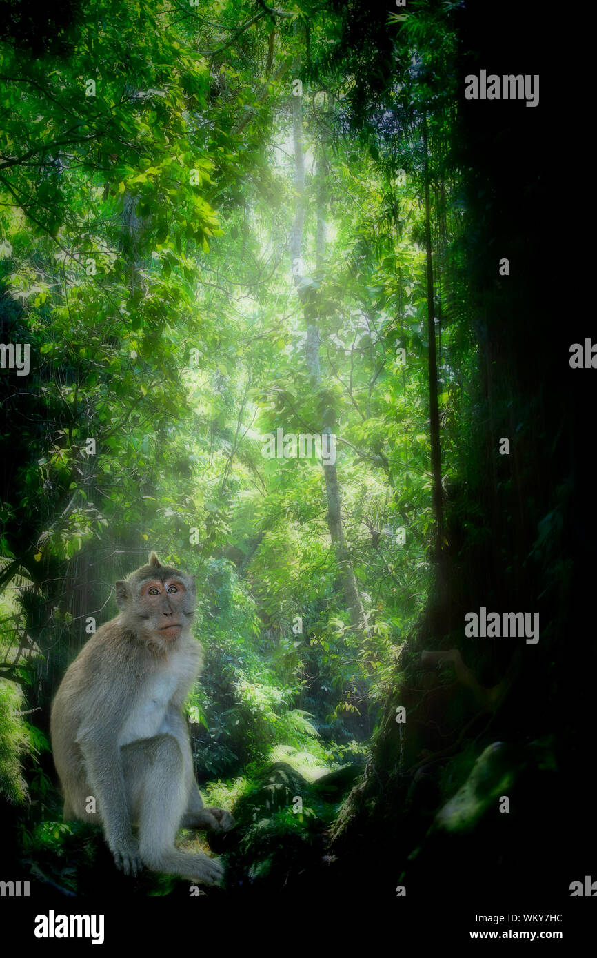Long-tailed Macaque Affen in den Affenwald in Bali Stockfoto