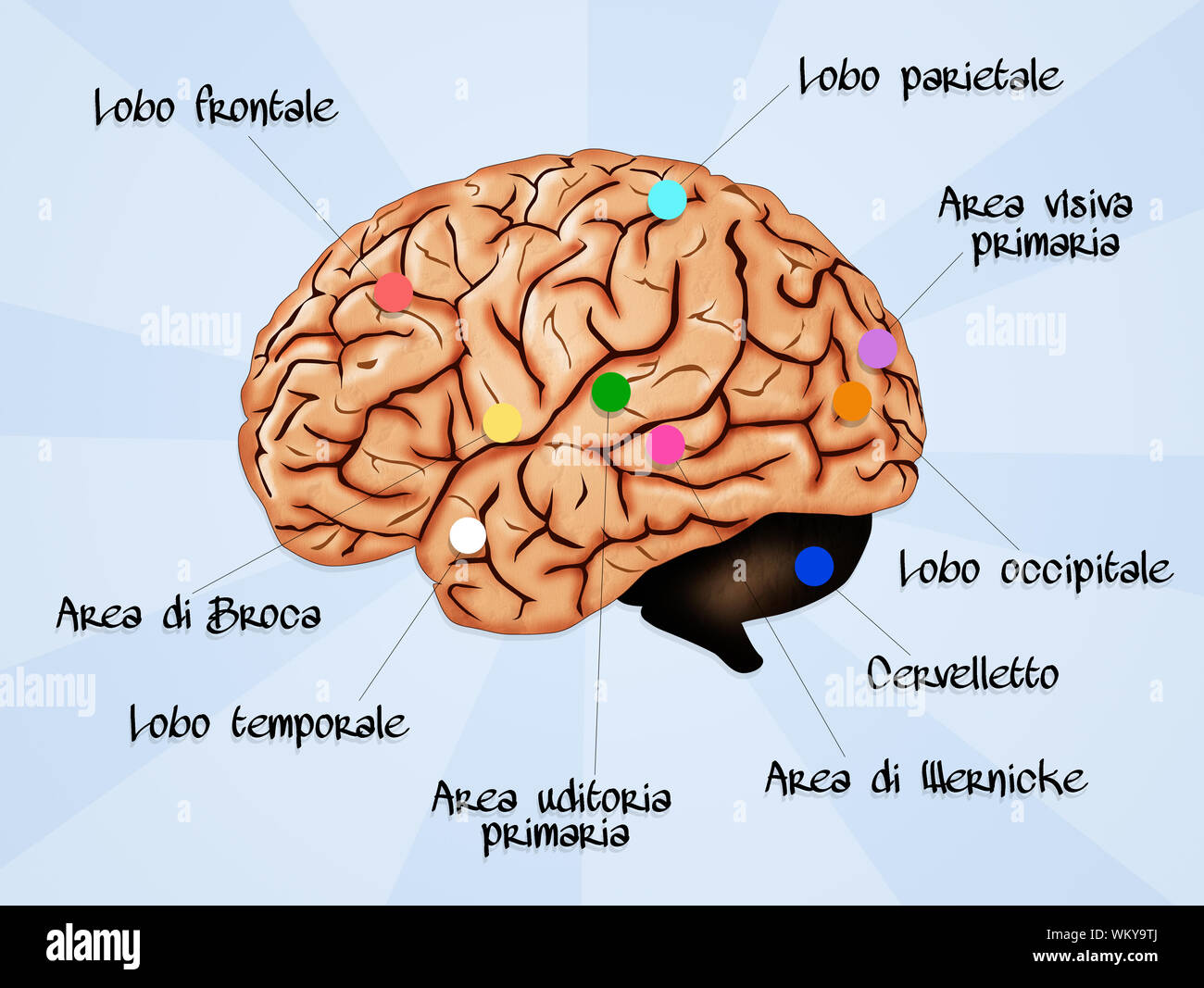 Anatomie des Gehirns Stockfoto