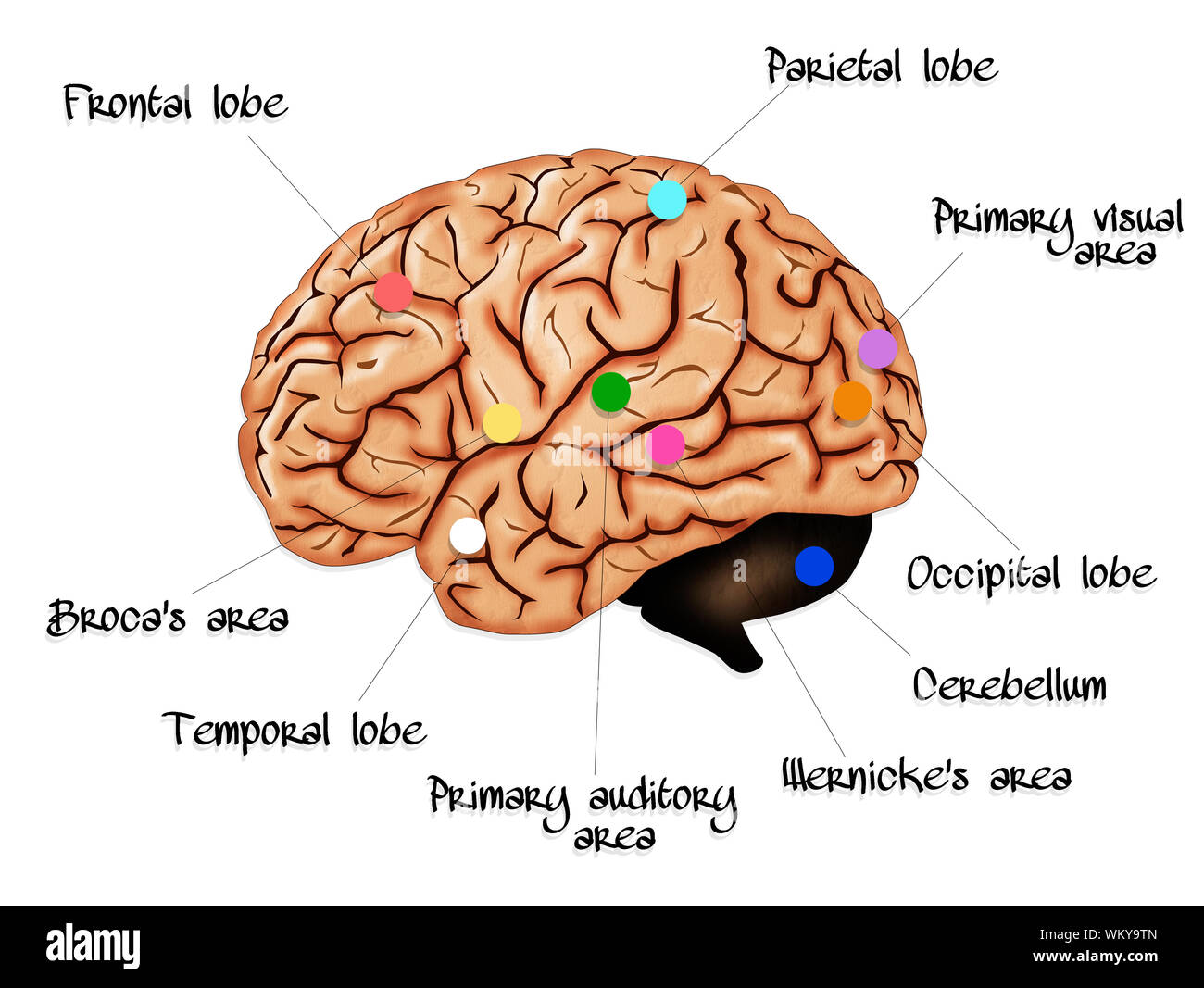 Anatomie des Gehirns Stockfoto