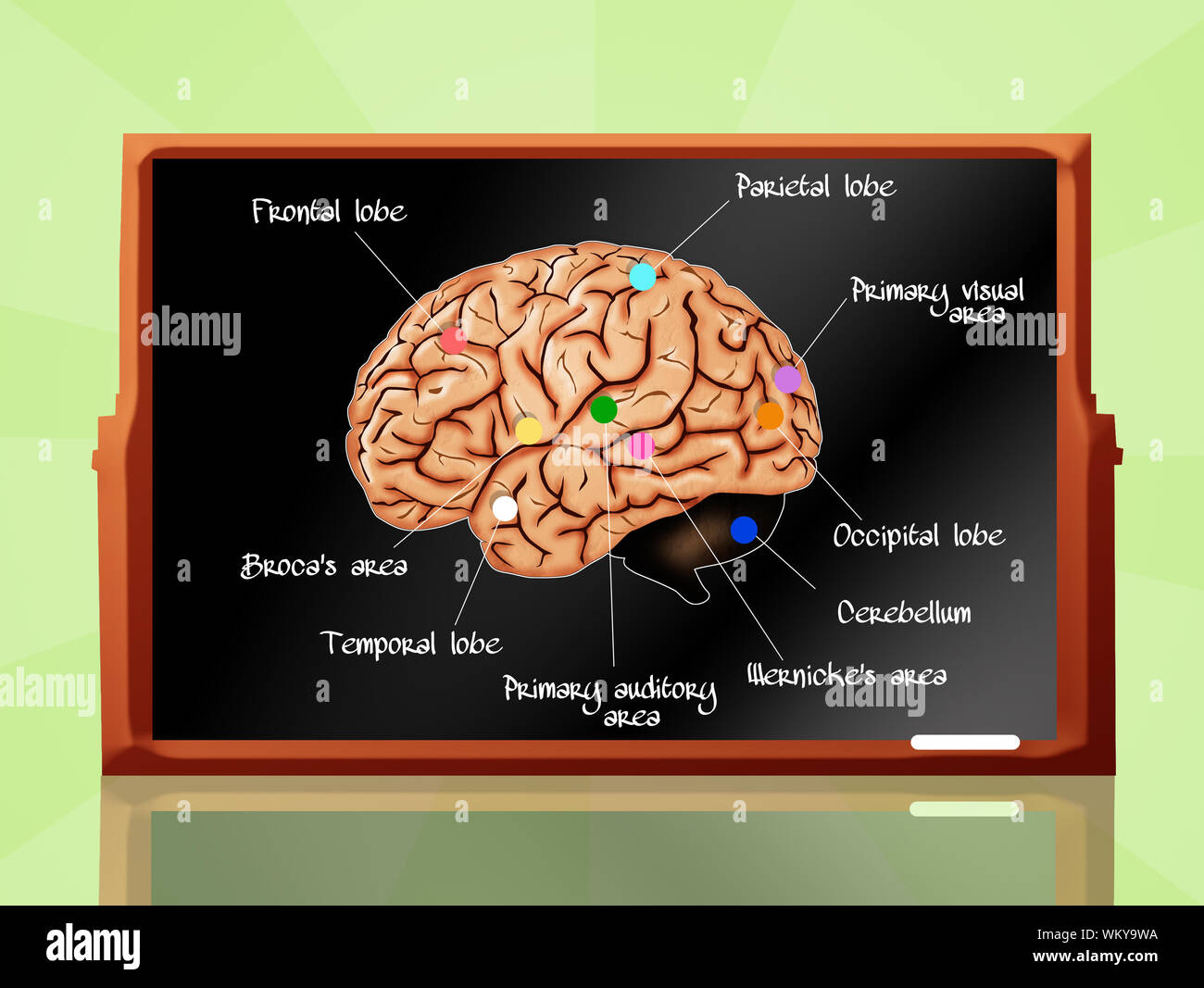 Anatomie des Gehirns Stockfoto