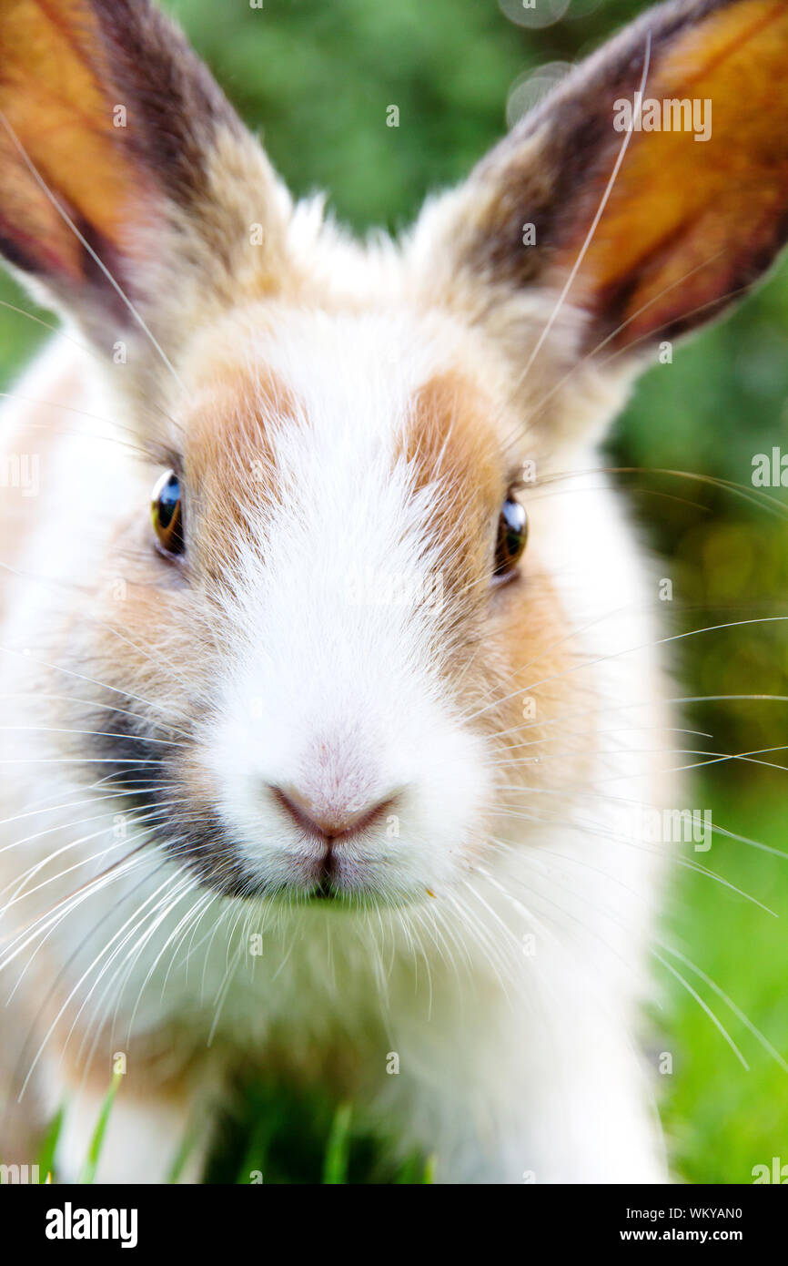 Animal pets rabbit bunny Fotos und Bildmaterial in hoher Auflösung