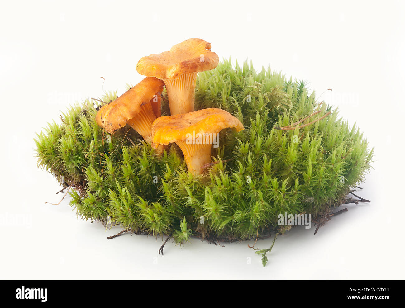 Pfifferlinge in der Moss Stockfoto