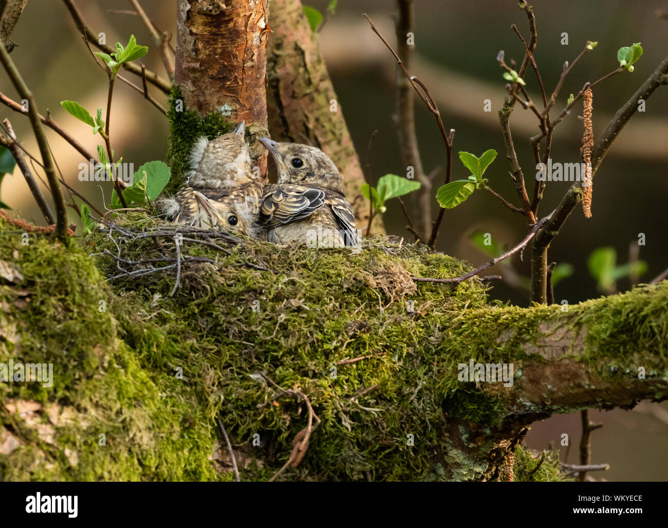 Mistle thrush Flügge auf einem Nest. Stockfoto