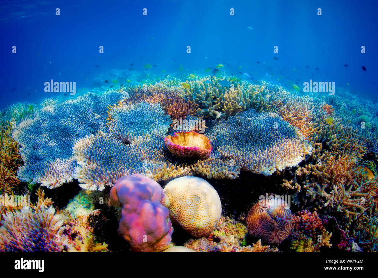 Bunte Unterwasserwelt der Korallenriffe auf Komodo Island Stockfoto