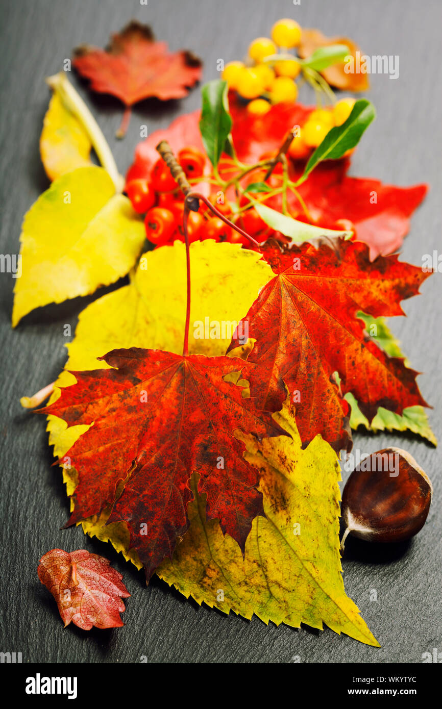 Herbst-Zusammensetzung Stockfoto