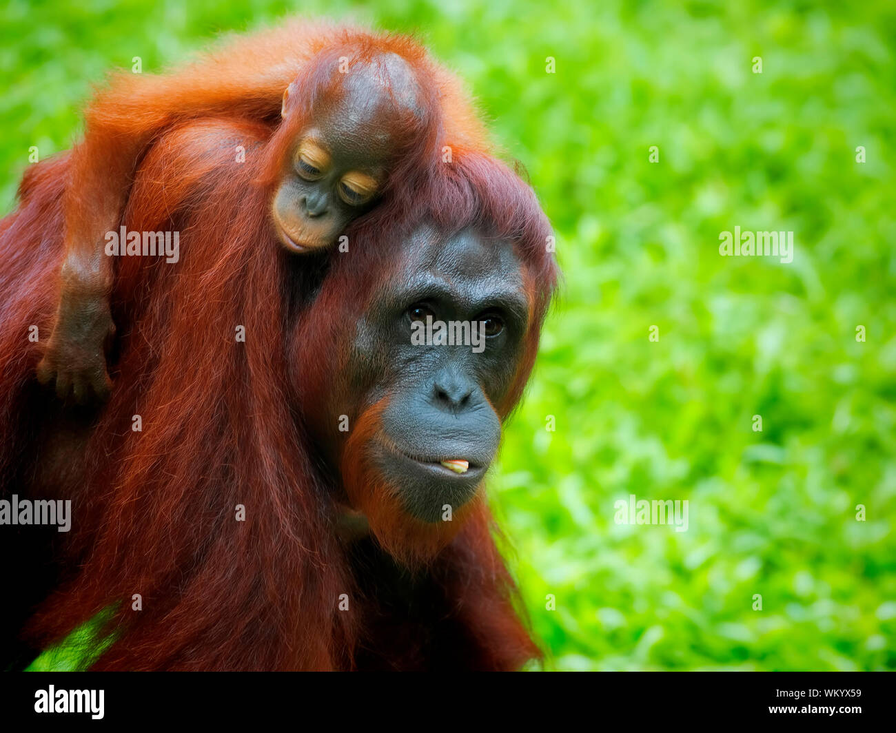 Borneo Orangutan Stockfoto