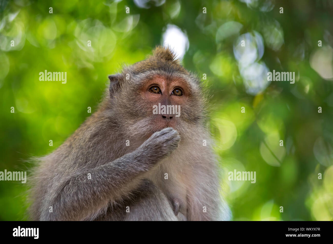 Long-tailed Macaque Affen in den Affenwald in Bali Stockfoto
