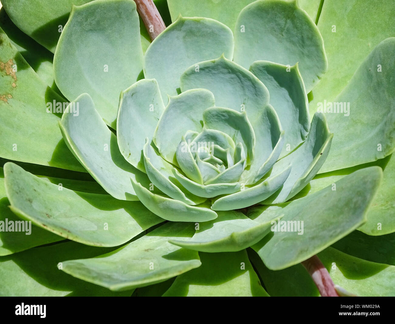 Close-up sukkulente Pflanze Stockfoto